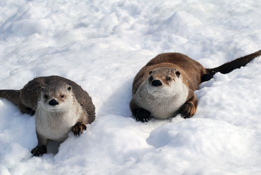 Close-up picture of a River Otter in Winter