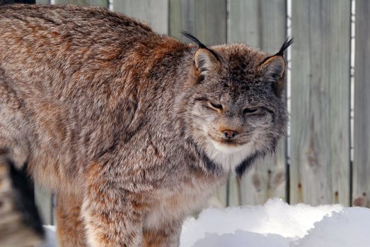 Close-up picture of a canada Lynx in captivity