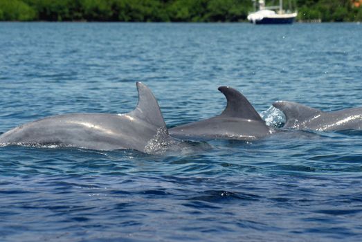 Family of free dolphins playing in the Caribbean sea with a sailboat in the background. Bocas del Toro,  North Panama.
