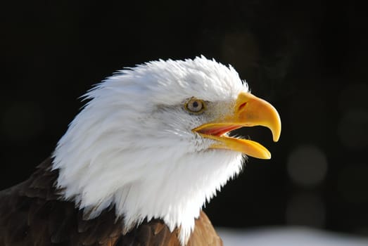 Close-up picture of an American Bald Eagle