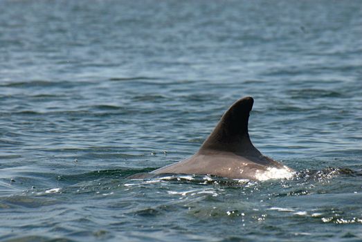 Free dolphin playing in the Caribbean sea. Bocas del Toro, North Panama