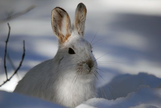 Picture of a wild Snowshoe hare in Winter