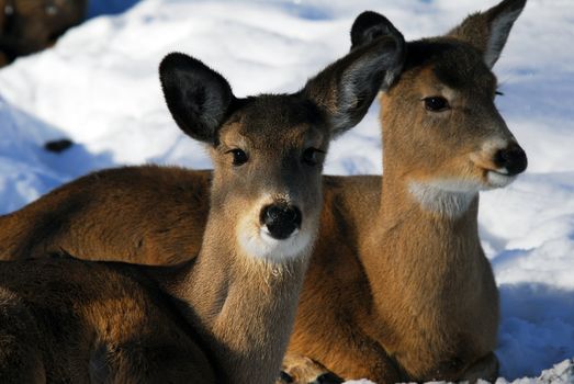 Close-up picture of two White-tailed deer 