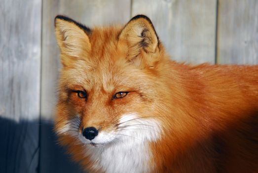 Close-up picture of a wild Red Fox