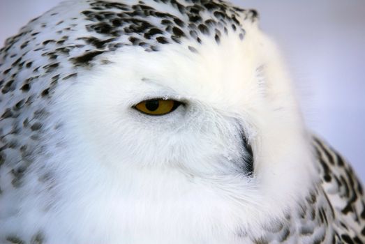 Close-up picture of a male Snowy Owl