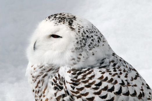 Close-up picture of a male Snowy Owl