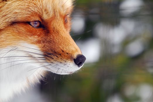 Close-up picture of a wild Red Fox