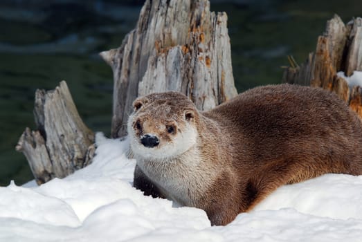 Close-up picture of a River Otter in Winter