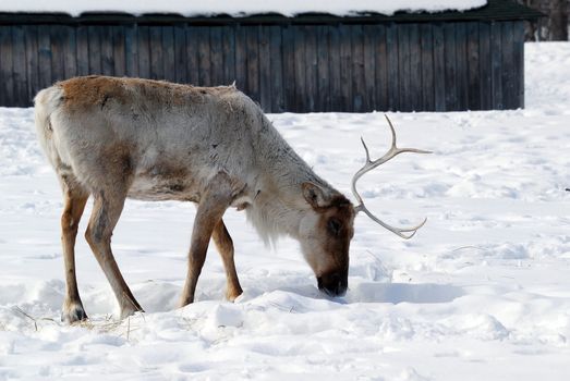 Picture of a Reindeer also known as Caribou