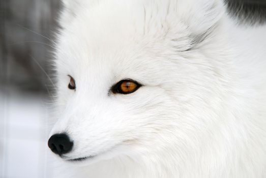 Close-up picture of an Arctic Fox