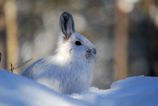 Picture of a wild Snowshoe hare in Winter