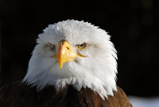 Close-up picture of an American Bald Eagle