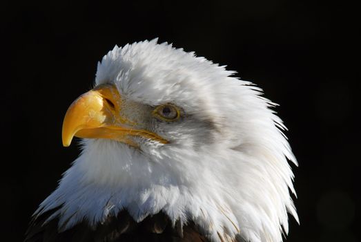 Close-up picture of an American Bald Eagle