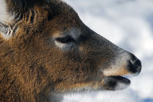 Close-up picture of a White-tailed deer 