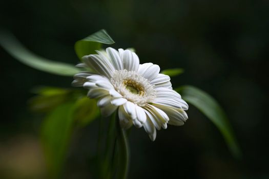 White flower on a dark background