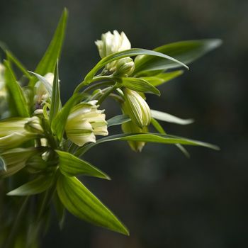 White flower on a dark background