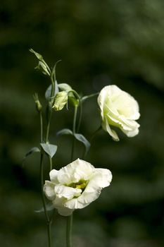 white roses isolated on black