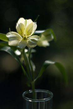 White flower on a dark background