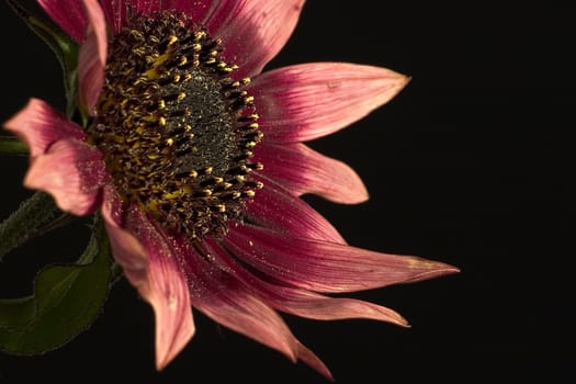 Red flower on a dark background, macro