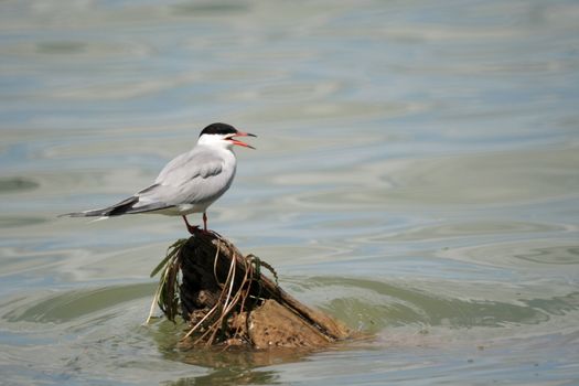 louds seagull sit on the floating tree 2