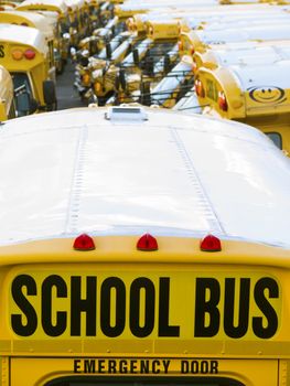 A lot of school buses in a parking.