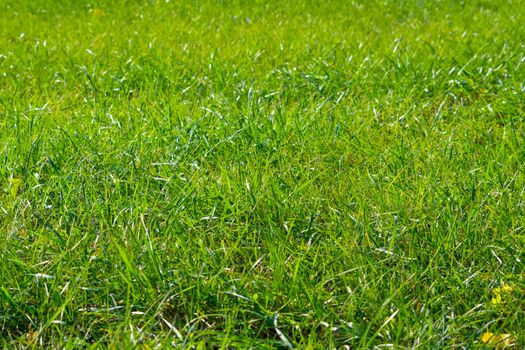 Beautiful green grass field texture