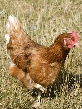 Free-range chicken on a farm
