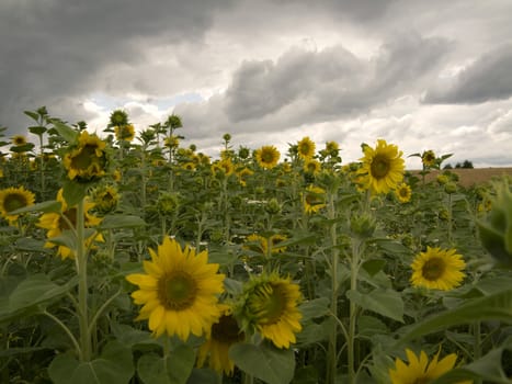 Sunflower - grown on a field