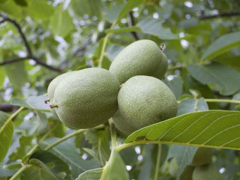 Close-up of unripe walnuts on a walnut tree