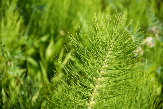 green floral botanic background, plants and grass