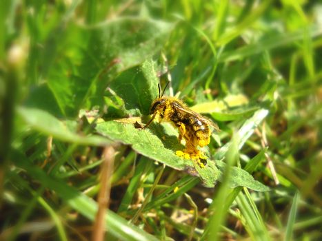 bee full of yellow pollen on green leaf over blur natural background