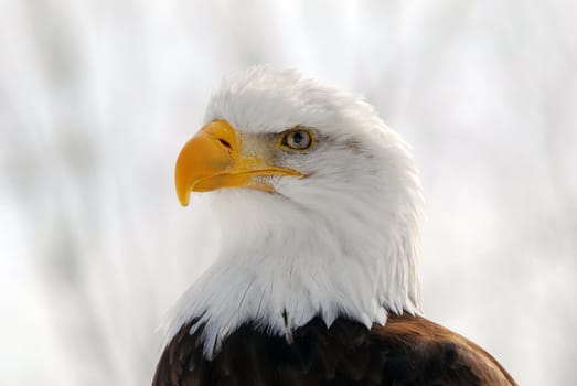 Close-up picture of an American Bald Eagle