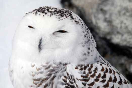 Close-up picture of a male Snowy Owl