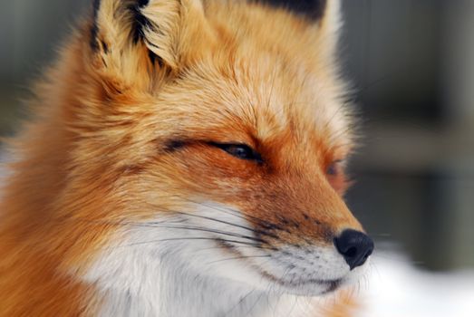 Close-up picture of a wild Red Fox