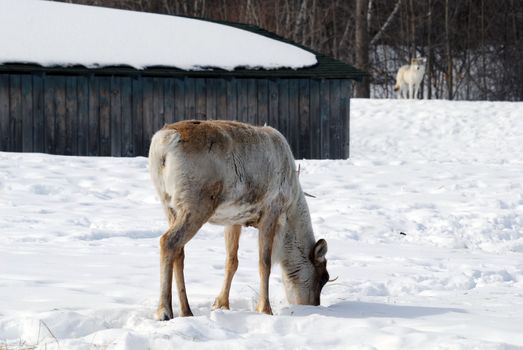 Picture of a Reindeer also known as Caribou
