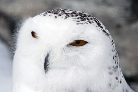 Close-up picture of a male Snowy Owl