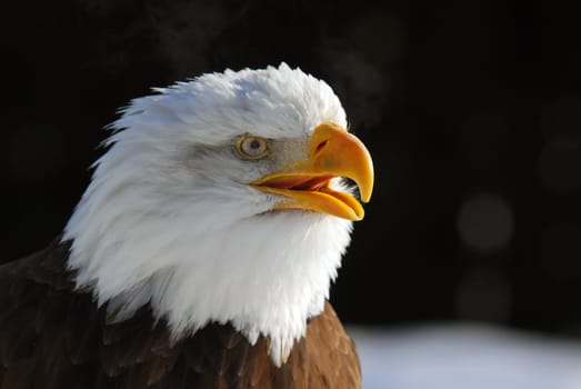 Close-up picture of an American Bald Eagle