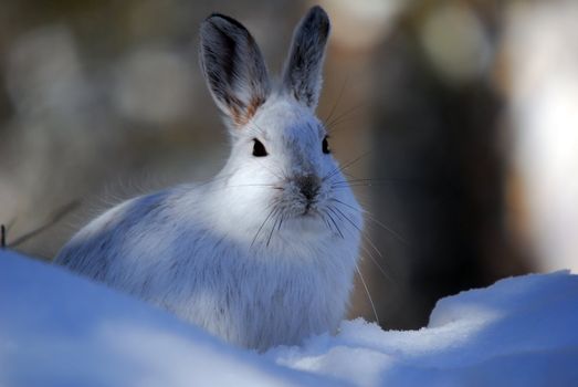 Picture of a wild Snowshoe hare in Winter