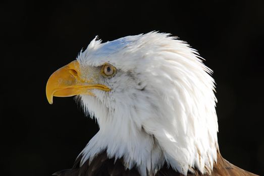 Close-up picture of an American Bald Eagle