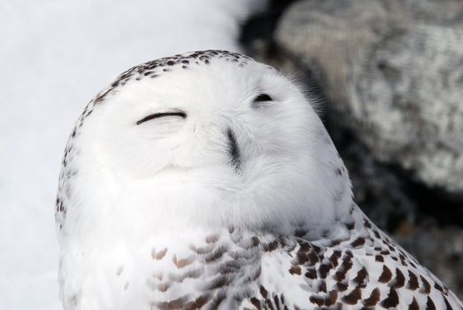 Close-up picture of a male Snowy Owl