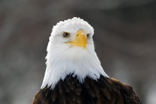 Close-up picture of an American Bald Eagle