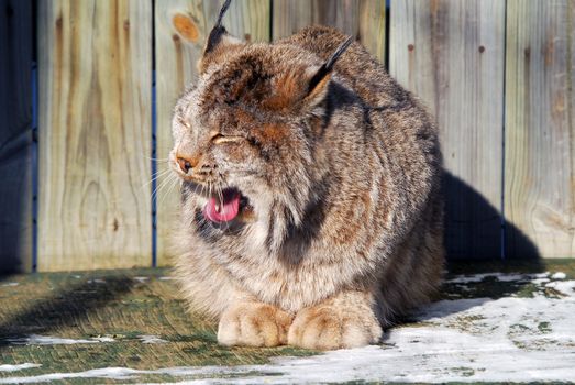 Close-up picture of a canada Lynx in captivity