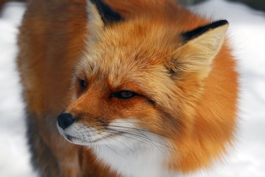 Close-up picture of a wild Red Fox