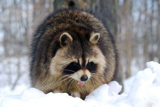 Close-up picture of a Raccoon in Winter