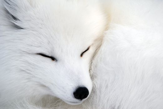 Close-up picture of an Arctic Fox