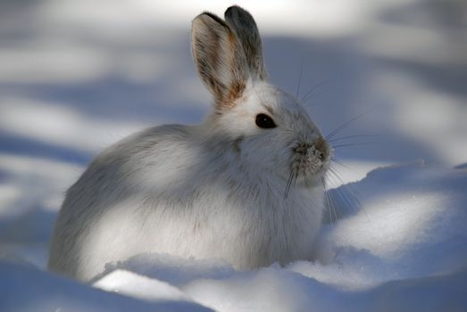 Picture of a wild Snowshoe hare in Winter