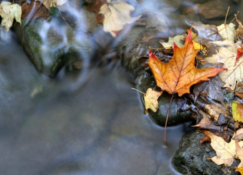 A closeup of an orange maple leaf in a stream in autumn.  The shot was taken with a slow shutterspeed to  give the water it's milky look.
