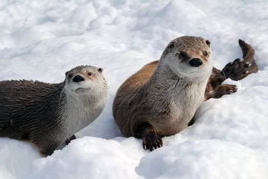 Close-up picture of a River Otter in Winter