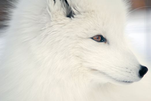 Close-up picture of an Arctic Fox