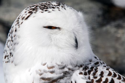 Close-up picture of a male Snowy Owl